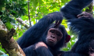 Primates