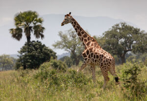 Kidepo Valley