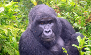 7 Days Uganda Gorilla Trekking Adventure