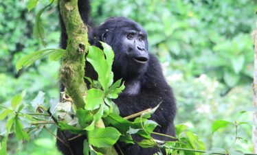Gorilla_3