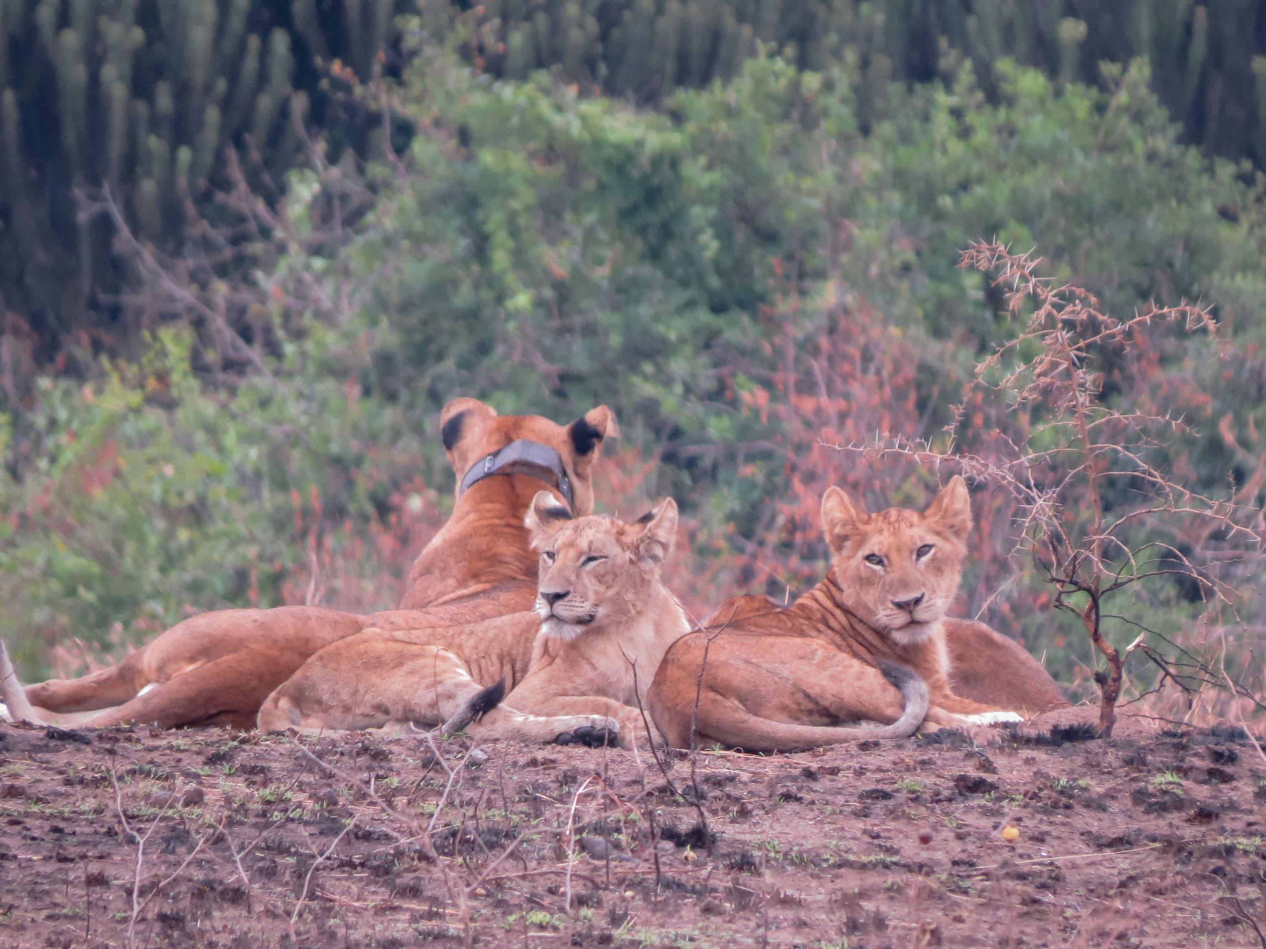 3 Days Wildlife Encounter – Murchison Falls NP