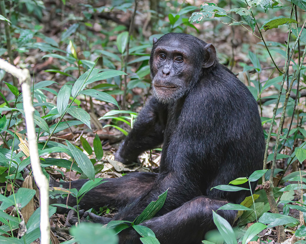 3 Days Ultimate Chimpanzee Tracking