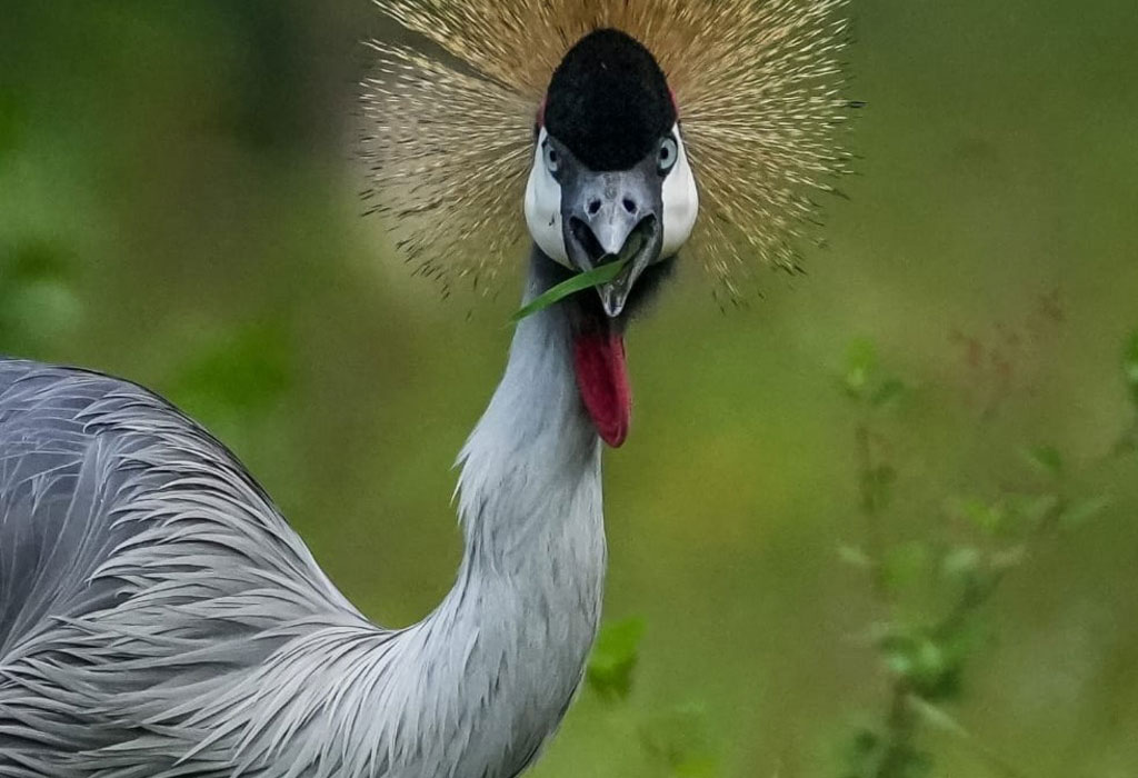 Bird Watching in Uganda