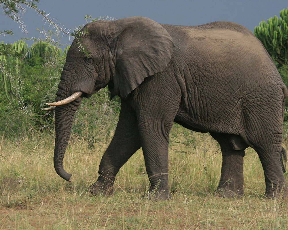 Queen Queen Elizabeth National Park