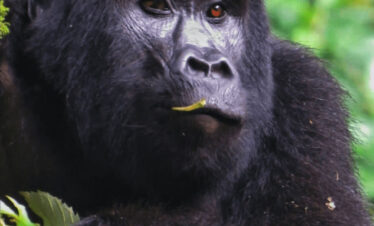 Gorilla 2