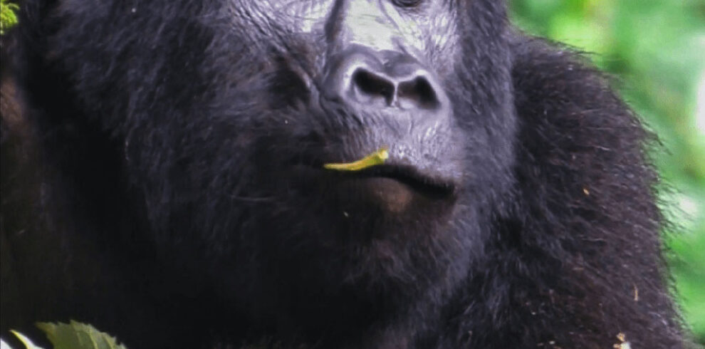 Gorilla 2