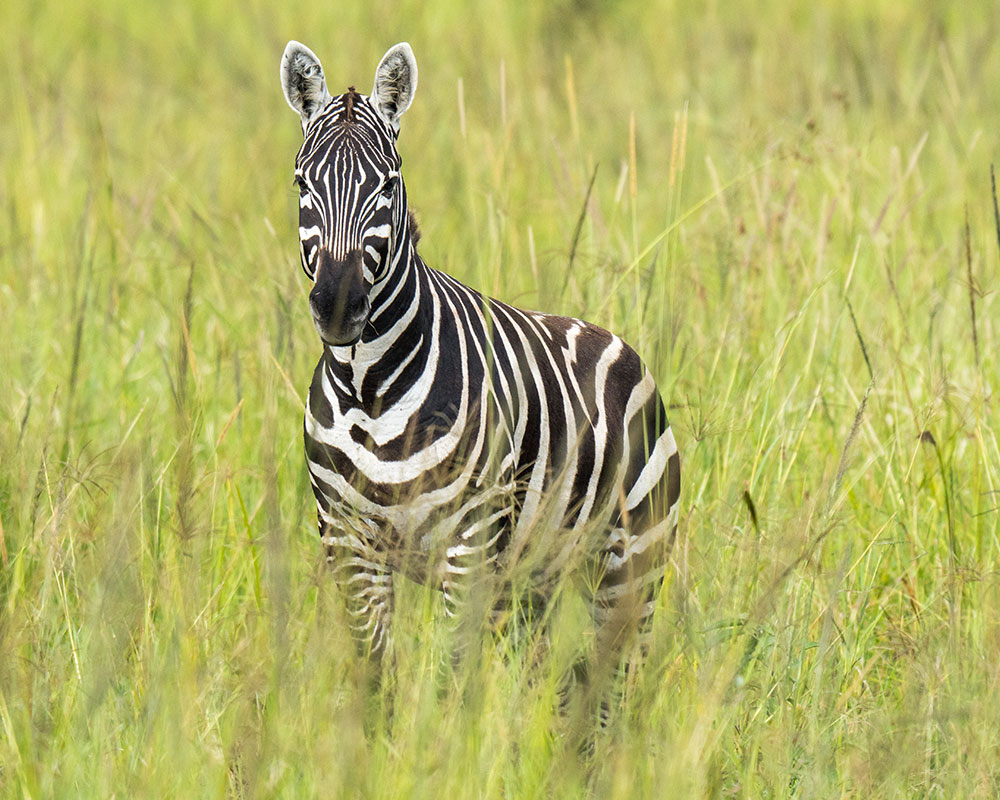 4 Days wildlife encounter to Kidepo Valley National Park