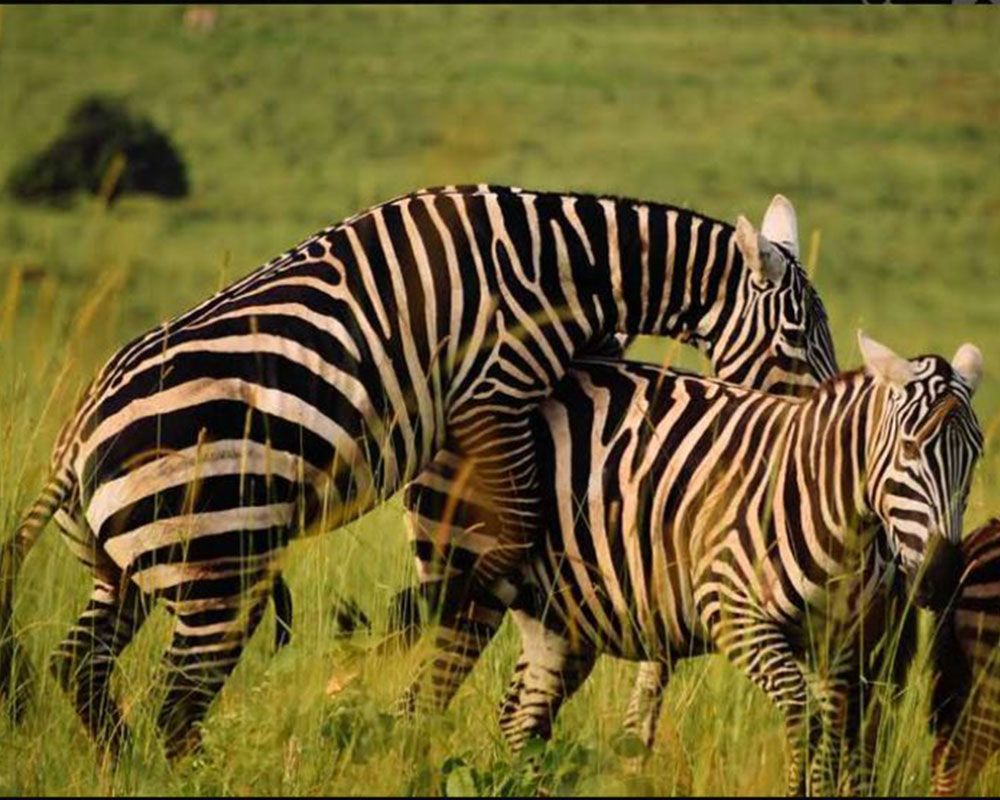 Lake Mburo National Park