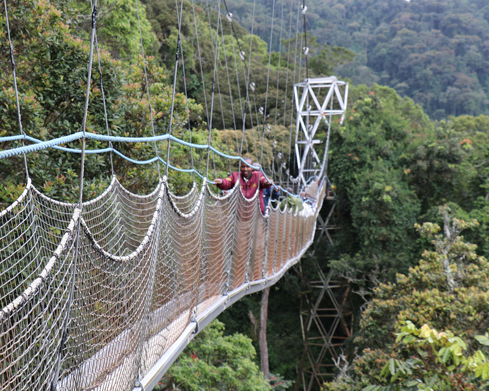 Nyungwe Forest National Park