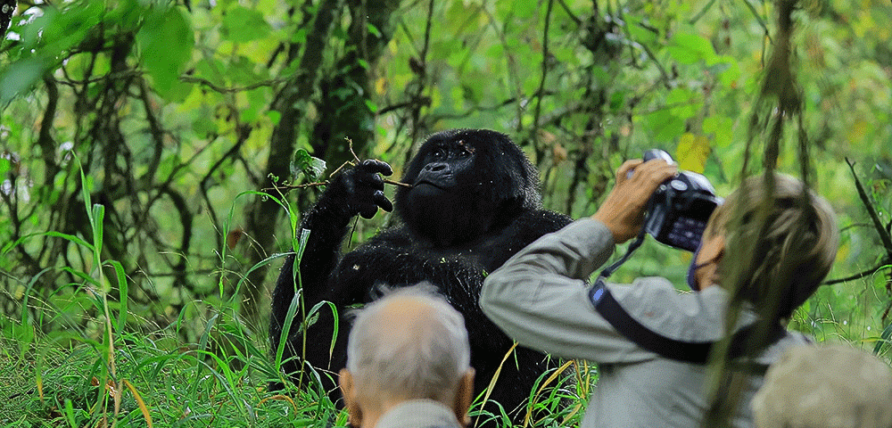 A Uganda Wildlife Safari