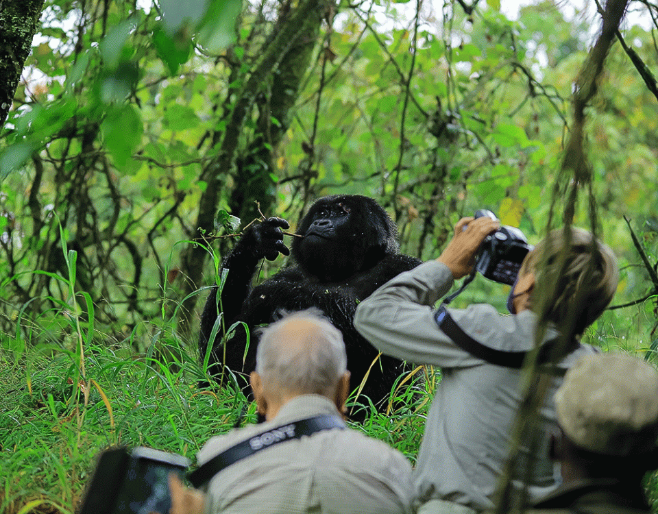 A Uganda Wildlife Safari