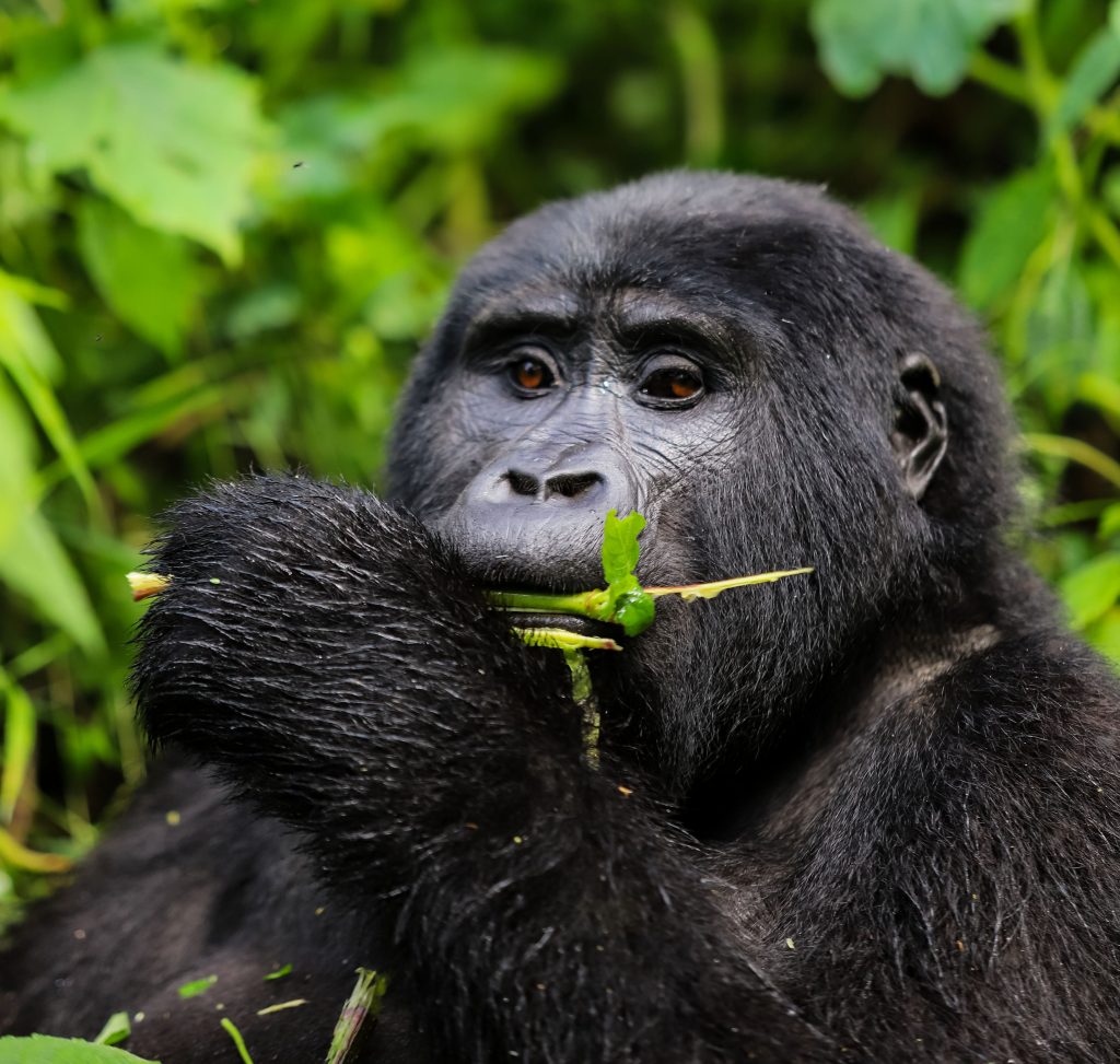 Bwindi Gorilla Safari