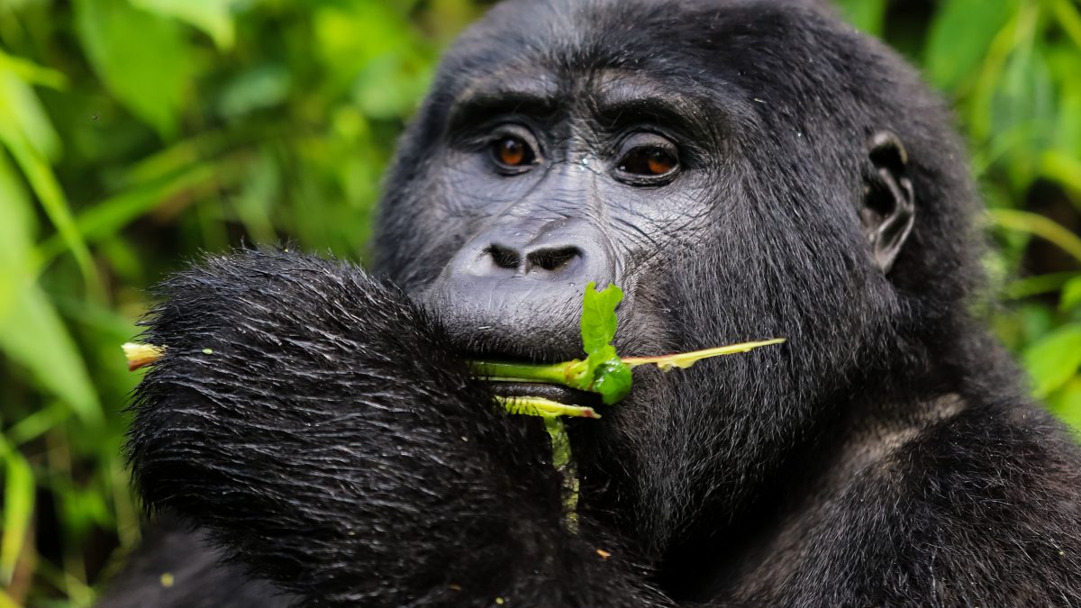 Bwindi Gorilla Safari
