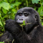 Bwindi Gorilla Safari