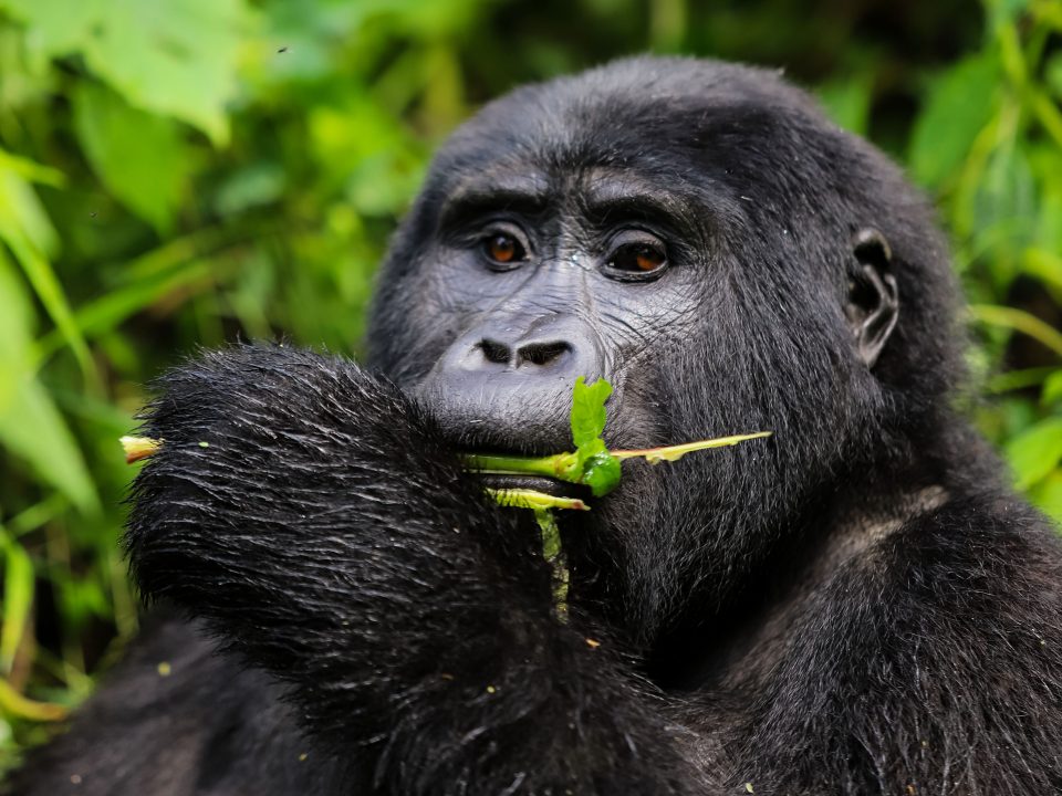 Bwindi Gorilla Safari