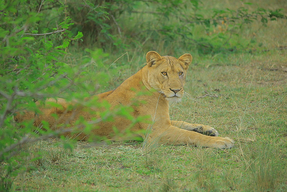 Game drive in Queen Elizabeth National Park