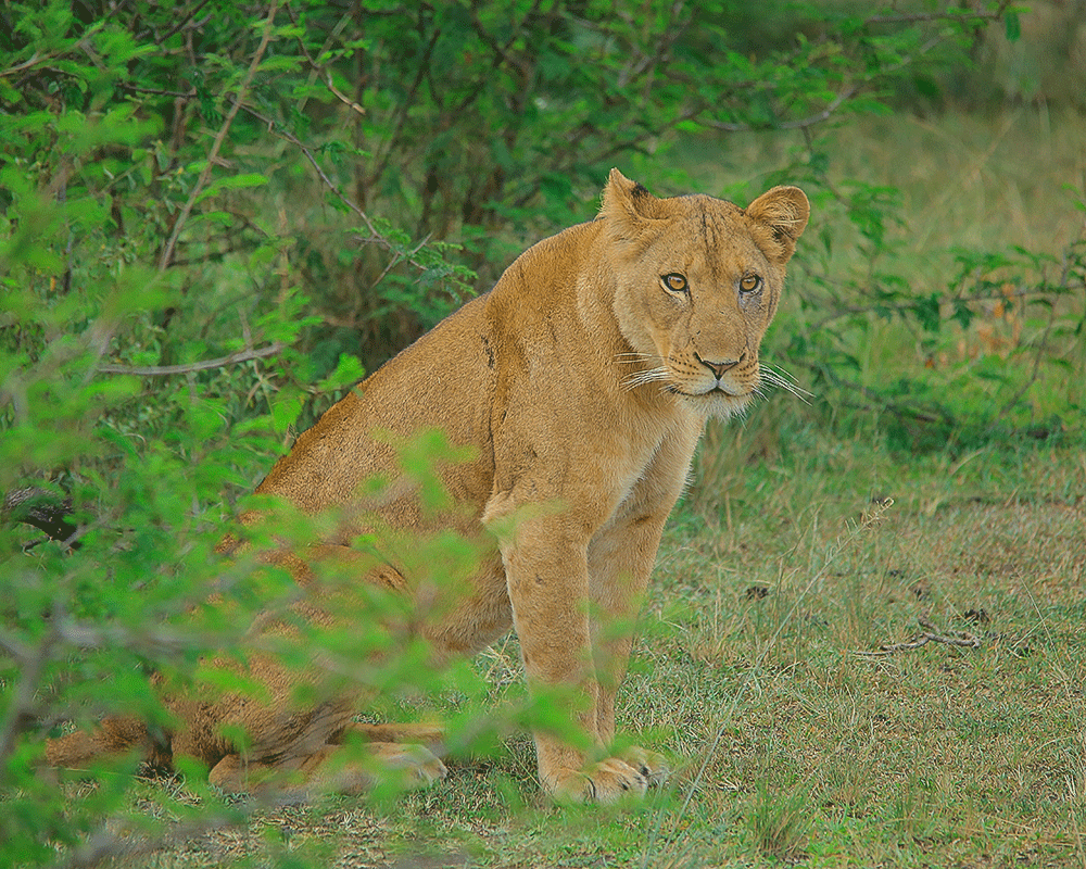 Kasenyi plains, mweya peninsula, kyambura