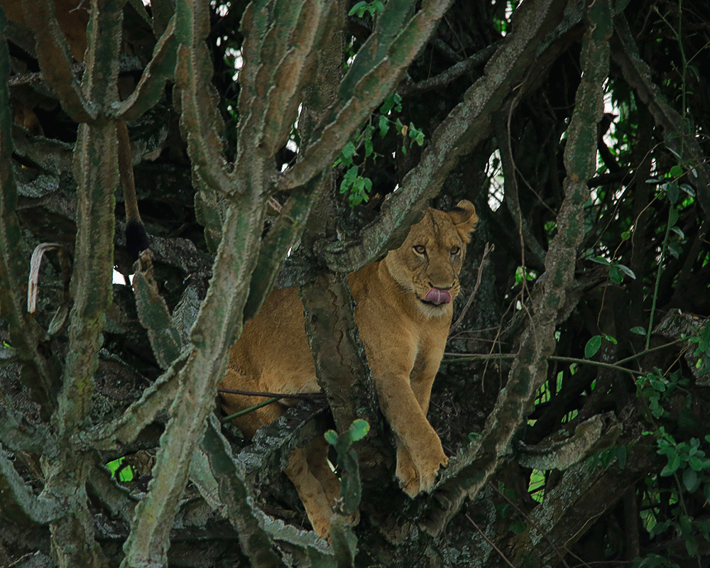 Treeclimbing lions
