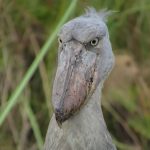 Mabamba Wetland birdwatching