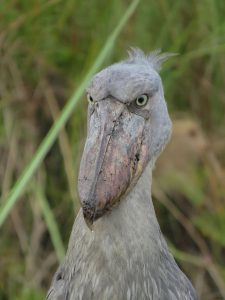 Mabamba Wetland birdwatching