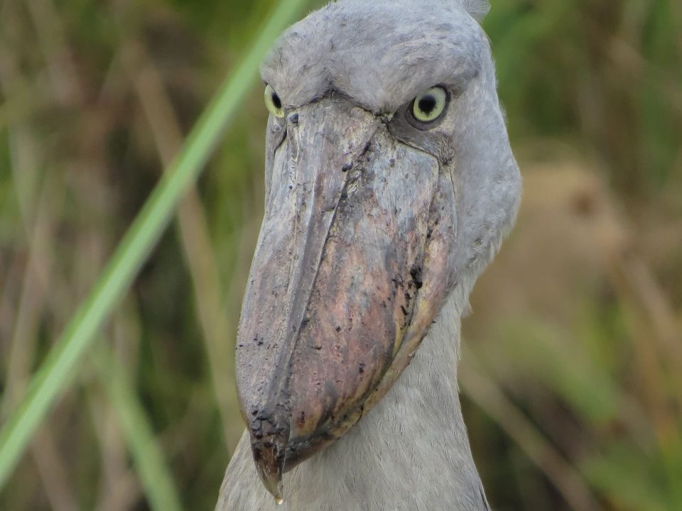 Mabamba Wetland birdwatching