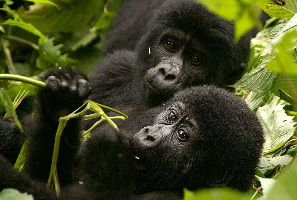 gorilla trekking cost