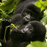 gorilla trekking cost