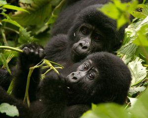 gorilla trekking cost