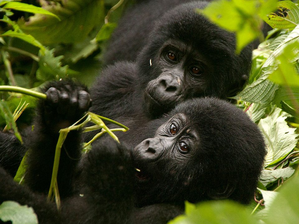 gorilla trekking cost