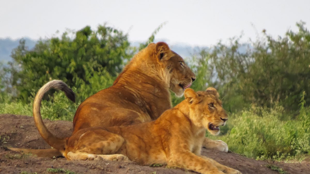 Queen Elizabeth National Park
