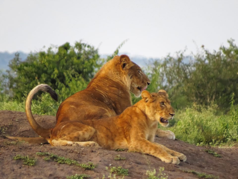 Queen Elizabeth National Park