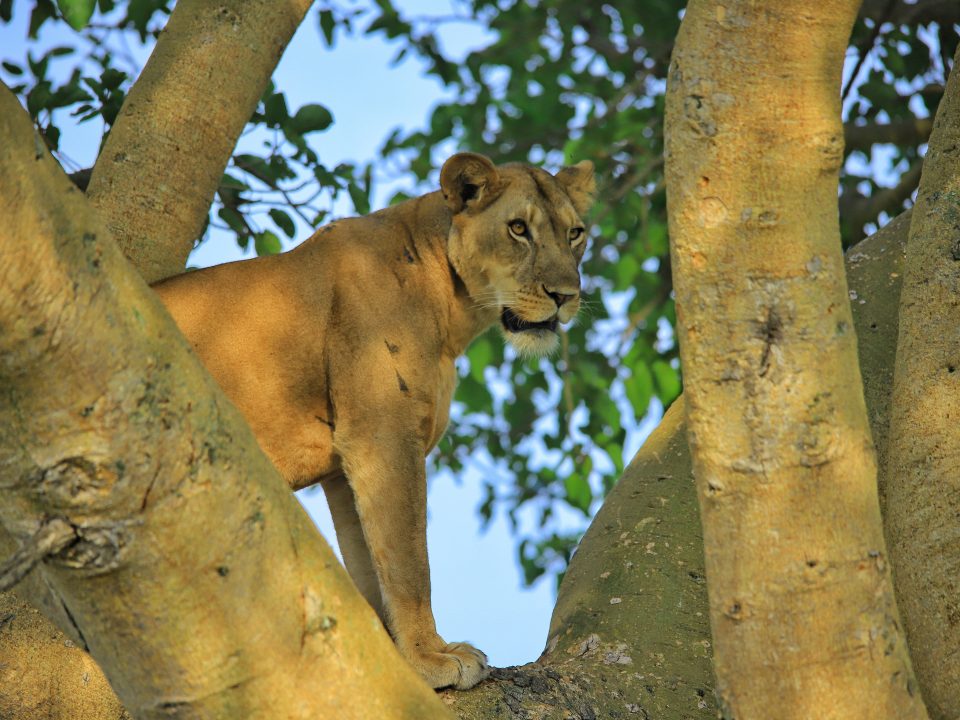 Tree Climbing Lions of Uganda with Kurikayo Africa Adventures