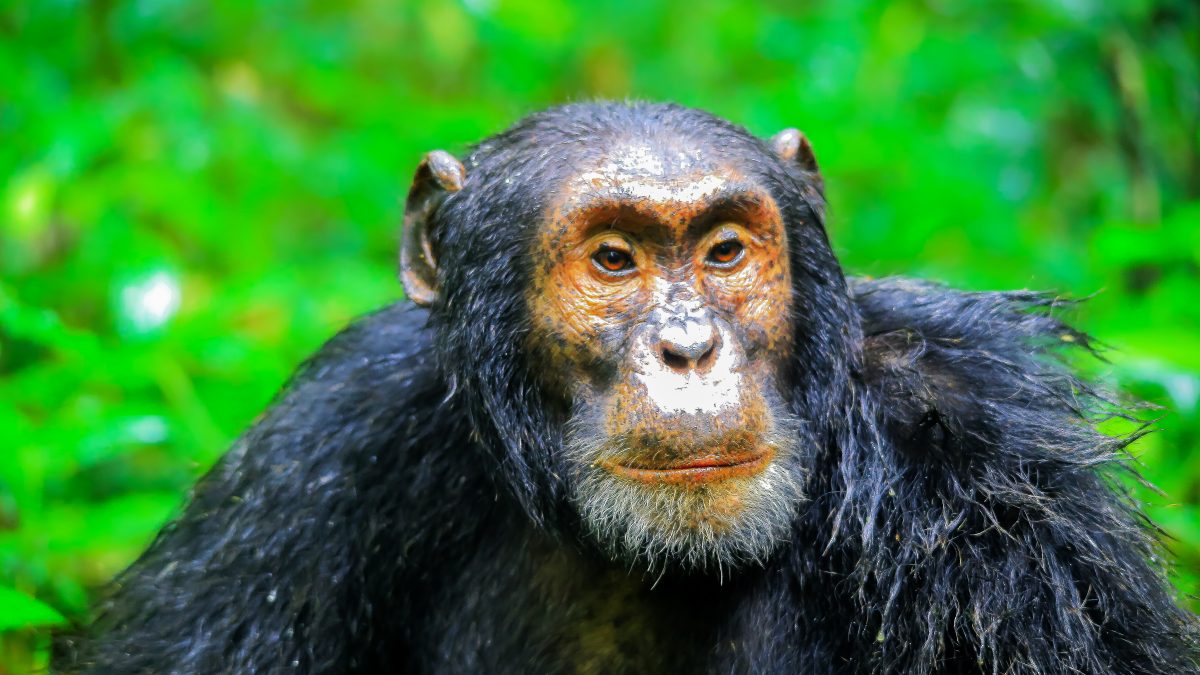 Chimpanzee trekking in Rwanda