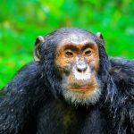 Chimpanzee trekking in Rwanda