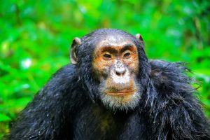 Chimpanzee trekking in Rwanda