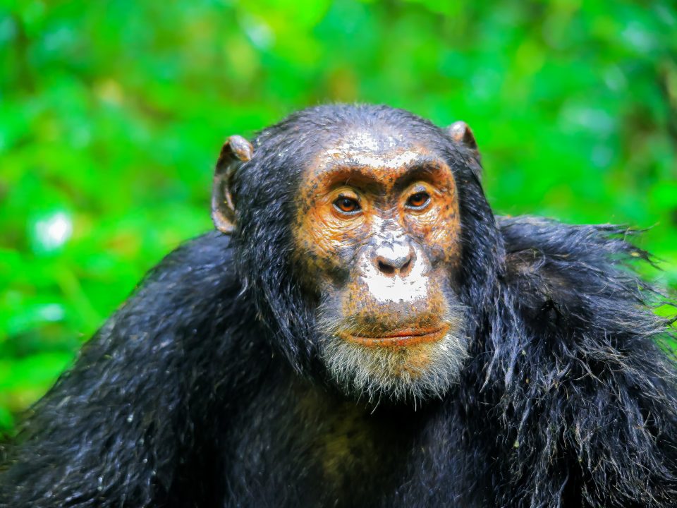 Chimpanzee trekking in Rwanda