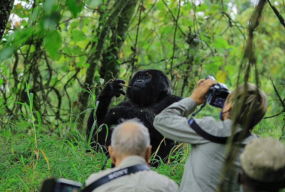 Gorilla Trekking and Wildlife Photography Safari with Kurikayo Africa Adventures