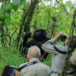 Gorilla Trekking and Wildlife Photography Safari with Kurikayo Africa Adventures