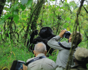 Gorilla Trekking and Wildlife Photography Safari with Kurikayo Africa Adventures