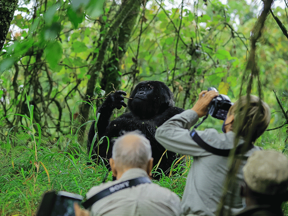 Gorilla Trekking and Wildlife Photography Safari with Kurikayo Africa Adventures