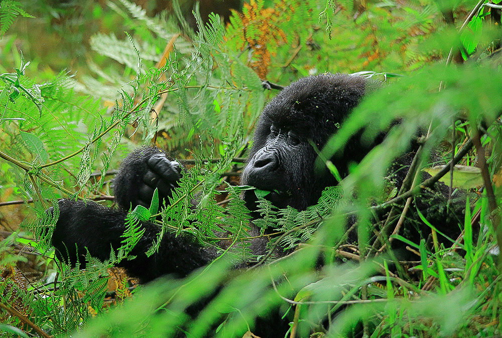 Gorilla Trekking in Bwindi with Kurikayo Africa Adventures