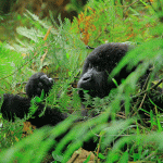 Gorilla Trekking in Bwindi with Kurikayo Africa Adventures