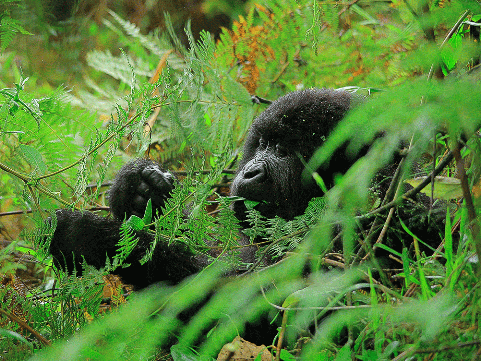 Gorilla Trekking in Bwindi with Kurikayo Africa Adventures