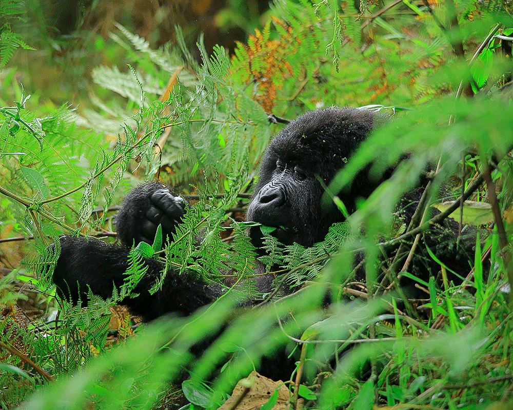 Gorilla Trekking in Bwindi with Kurikayo Africa Adventures