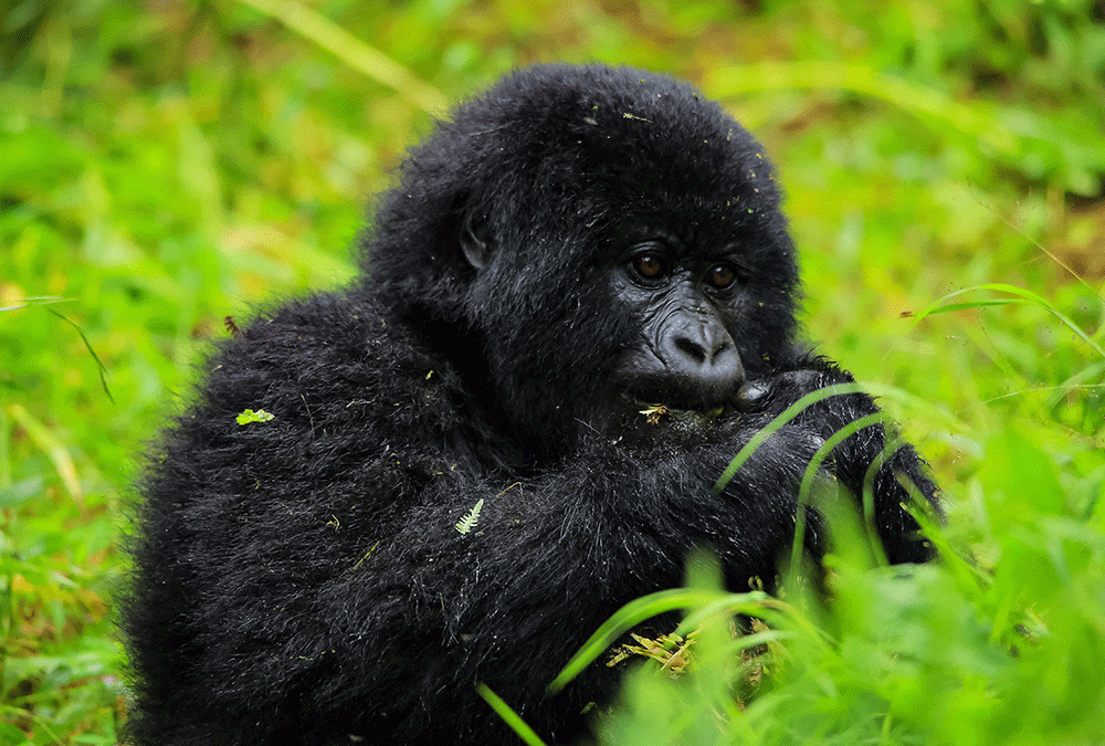 Gorilla Trekking in Bwindi Forest A Lifechanging Adventure