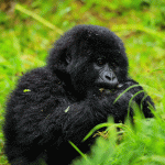 Gorilla Trekking in Bwindi Forest A Lifechanging Adventure