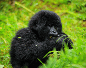 Gorilla Trekking in Bwindi Forest A Lifechanging Adventure