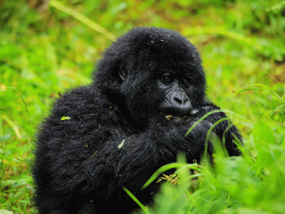 Gorilla Trekking in Bwindi Forest A Lifechanging Adventure
