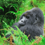 Gorilla Trekking Safari with Kurikayo Africa Adventures