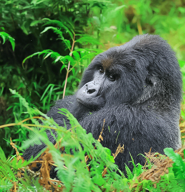 Gorilla Trekking Safari with Kurikayo Africa Adventures